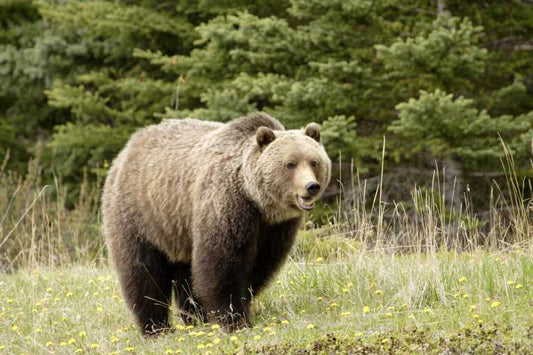 Brown Bears versus Polar Bears