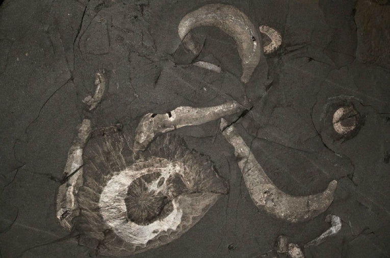 Burgess Shale - Life and death as they knew it