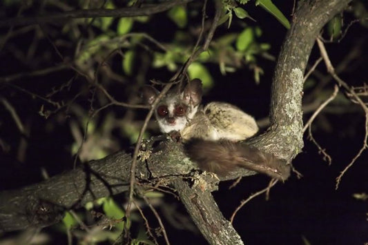 Diet in mammals is complex