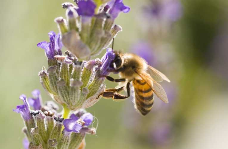 Busy as bee? They need their rest too!