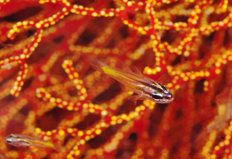 Carbon destroys ocean life as well as our climate