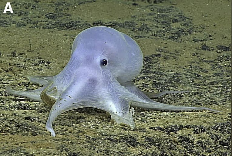 The Casper octopus thrives in the deep sea, but exploiters are threate ...