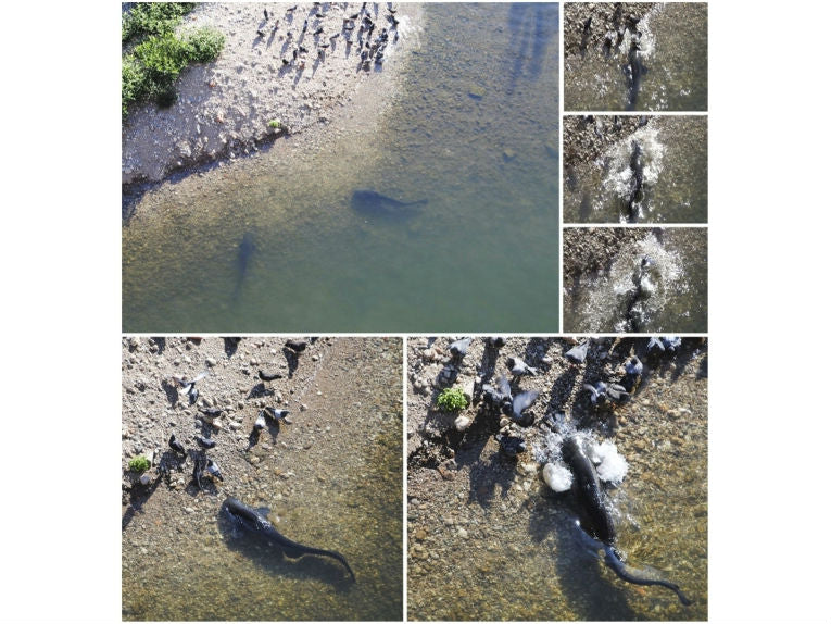 Putting the cat(fish) among the pigeons