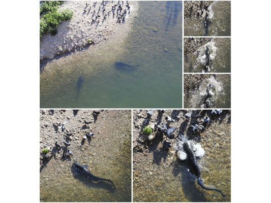 Putting the cat(fish) among the pigeons