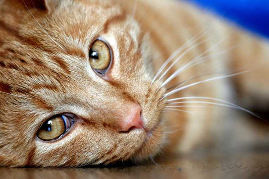 Disrupted routine causes feline hypochondria