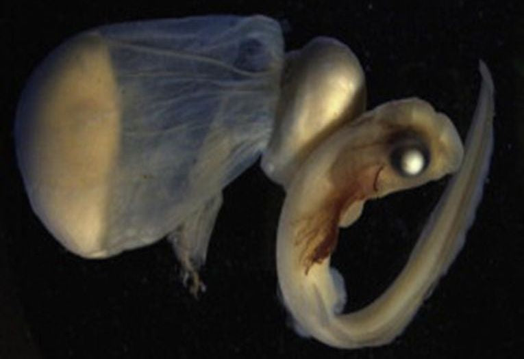 Catshark kittens on a Scottish reef