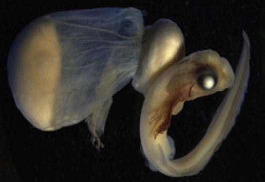 Catshark kittens on a Scottish reef