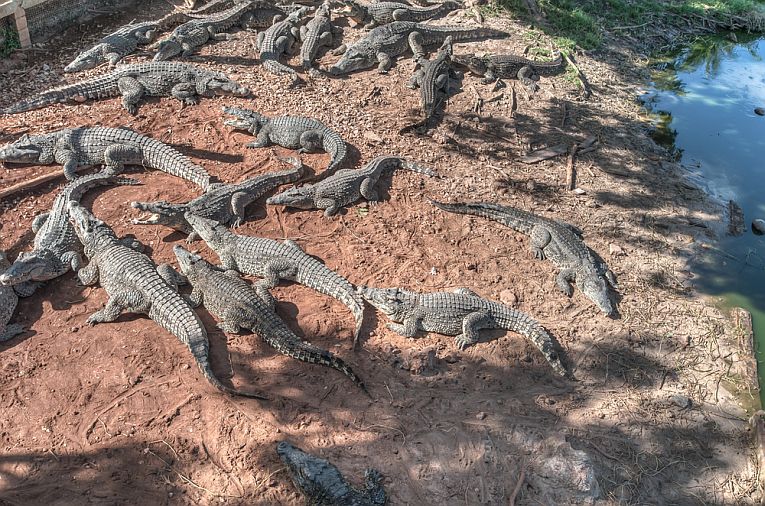 Cuban crocodile gets a lift !