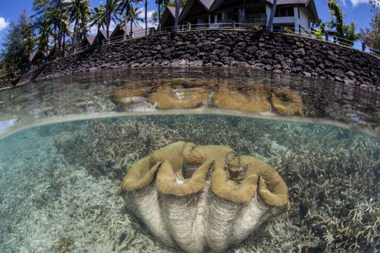 Flood the Pacific islands or don't sell your coal!