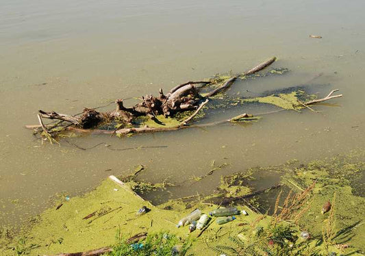 Clean-up for Lake Ellesmere, New Zealand's most polluted Lake