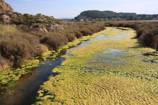 Cleaning the waters with the power of the Sun