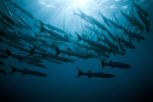 Climate change is causing marine life changes quicker than expected