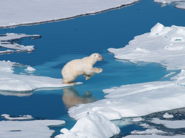 Sceptic tanks, of the non-thinking variety