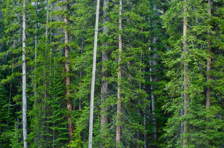 Climate change causes tree 'migration'