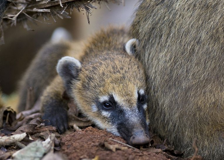 Rare Rainforest Trees assume Great Importance