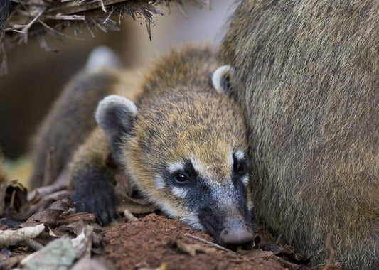 Rare Rainforest Trees assume Great Importance