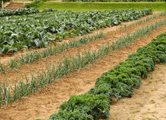 A new commission is created to improve food production and stability as harsh conditions increase