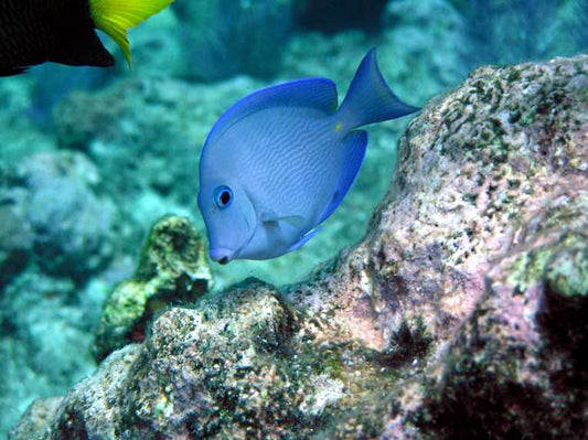 Concentrate on ''reefs of hope'' says conservation charity