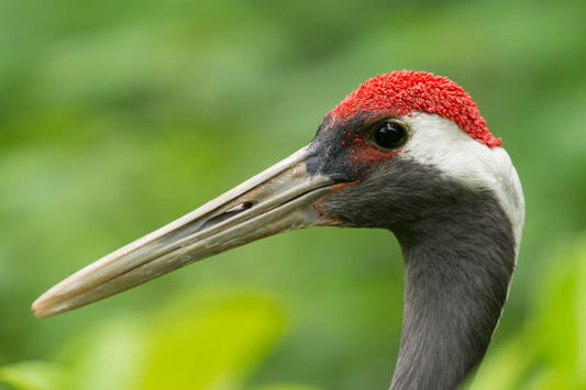 Conservation protocols between China and the US