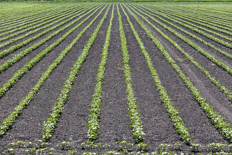 Crops for Every Corn - or Sauerkraut!