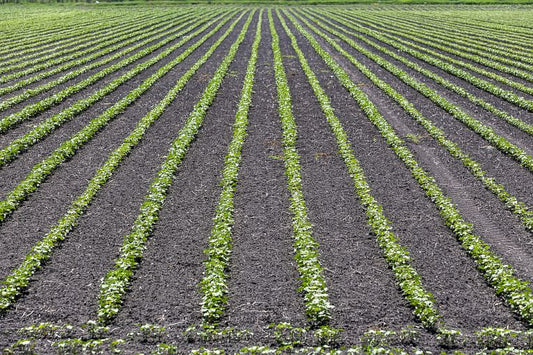 Crops for Every Corn - or Sauerkraut!