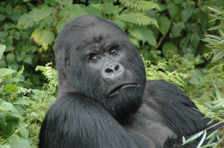 Critically Endangered species given boost by new study