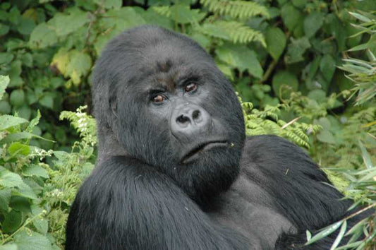 Critically Endangered species given boost by new study