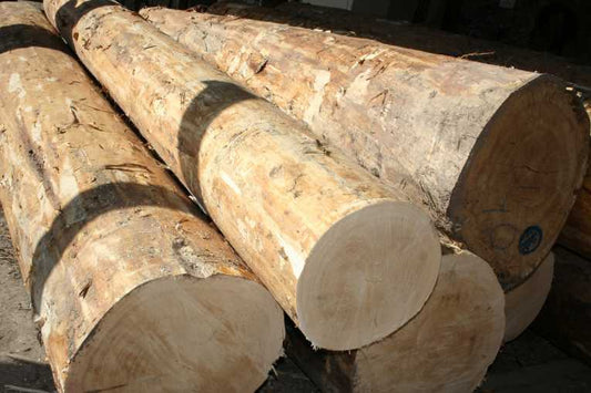 CSI Rainforest: genetic codes can catch out illegal loggers says study