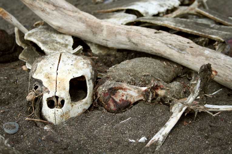 Marine life under threat because of our dependence on plastic