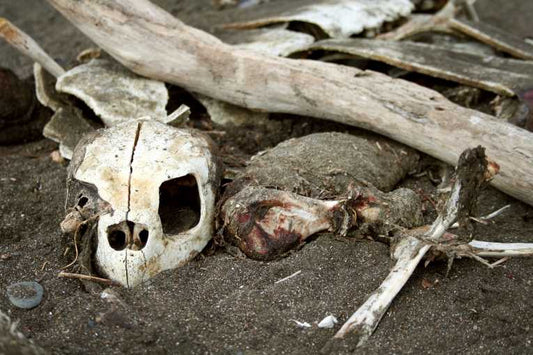 Marine life under threat because of our dependence on plastic