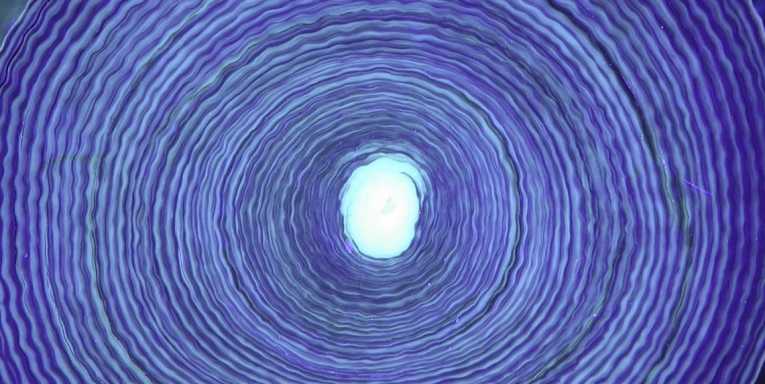 Growth rings in deep sea corals reveal climate data