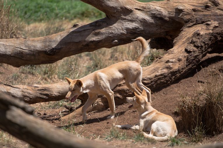 Australian outback dingoed or natural ecosystem?