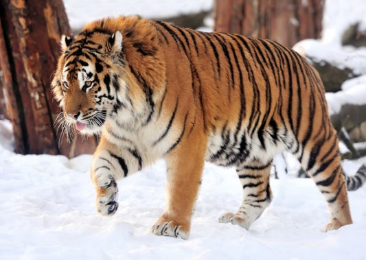 Does de-extinction stink?