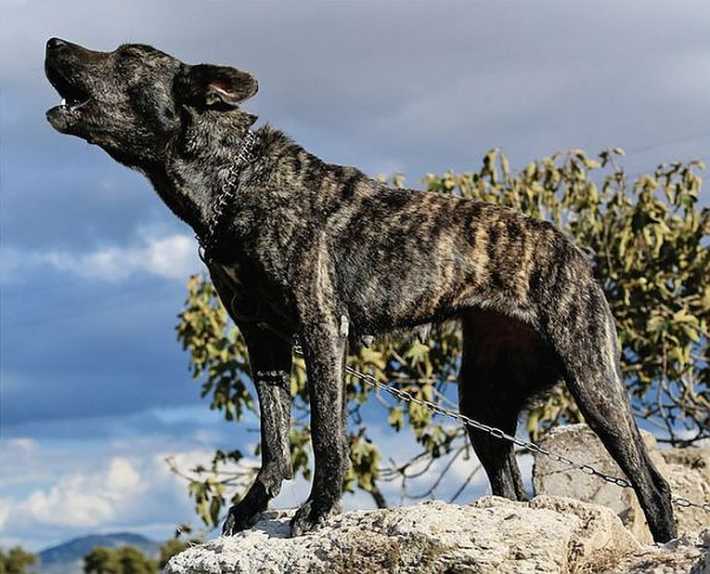 Going to the dogs in Sardinia.