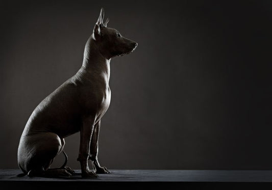 Domestic dogs came from Asia to America