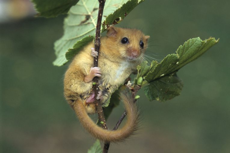 Conservation is too conservative in the UK