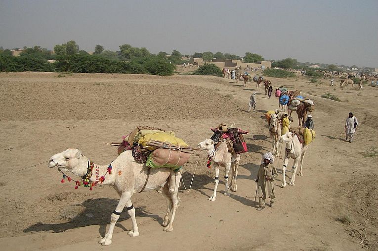 Diversity of camels conserved for 3000 years.