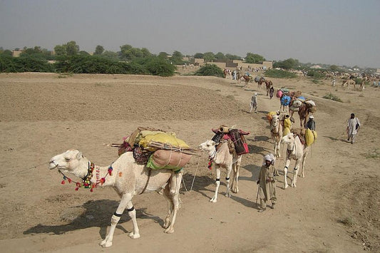 Diversity of camels conserved for 3000 years.