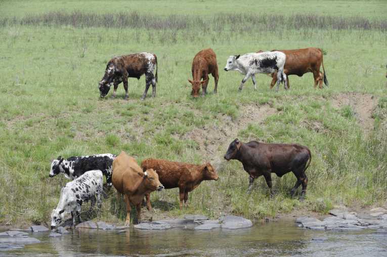 Dundee cyanide water pollution
