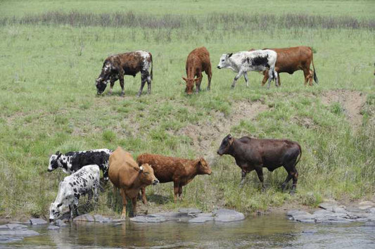 Dundee cyanide water pollution