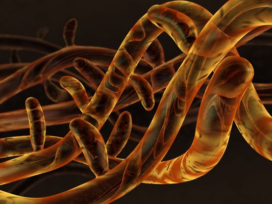 The Eco Funguys Go Fungi