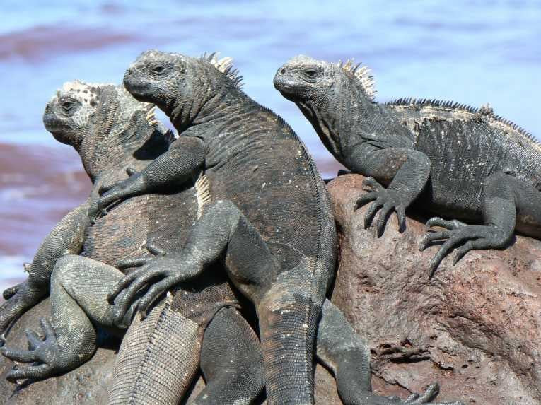 Ecosystem (Ecological System)