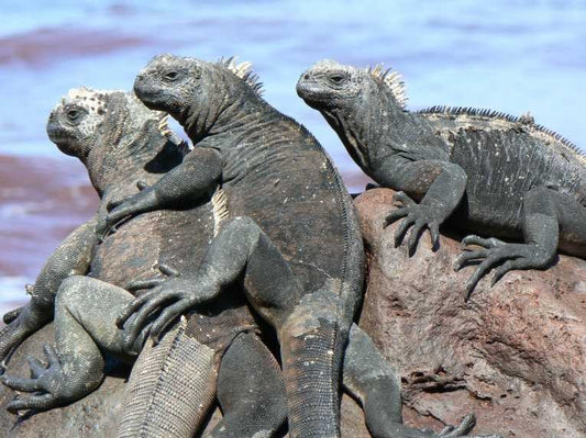 Ecosystem (Ecological System)