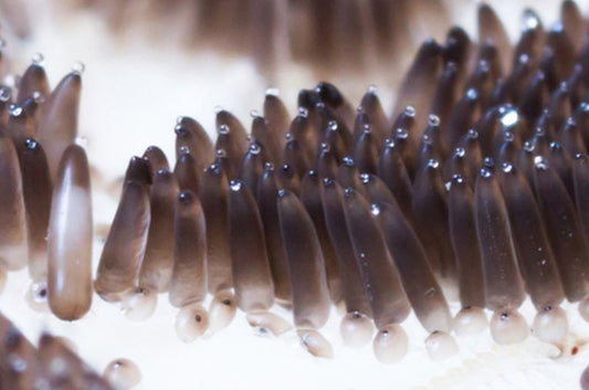 Mosquitoes have the best malaria strategy!