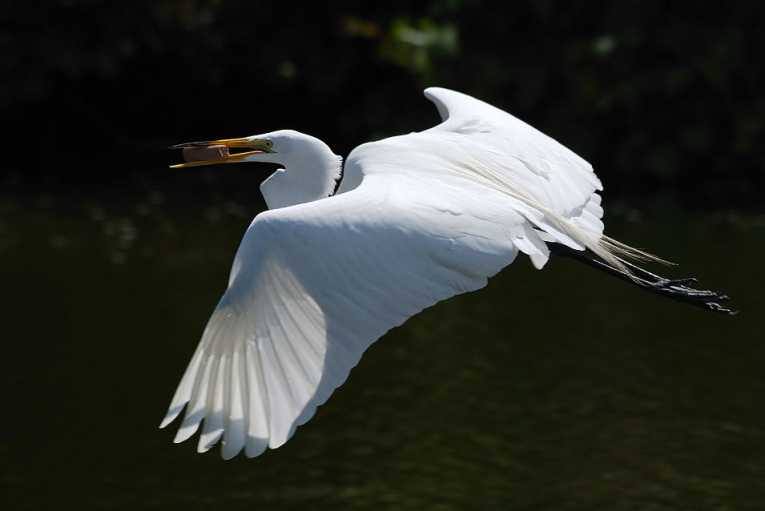 Family social stress affects children - even birds
