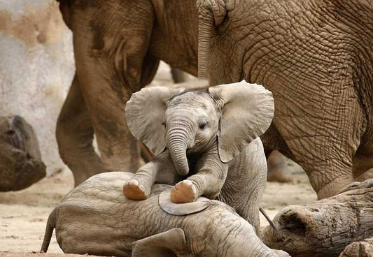 Desert elephants - nature, nurture, and we love them anyway!