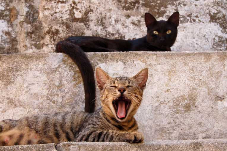 Eradicating domestic cat populations for wildlife protection on Christmas Island