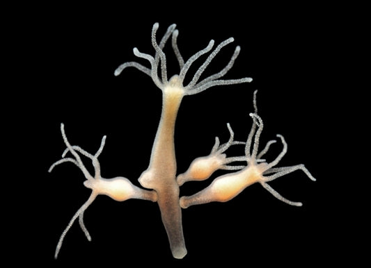 Evolution in medicine - Part II