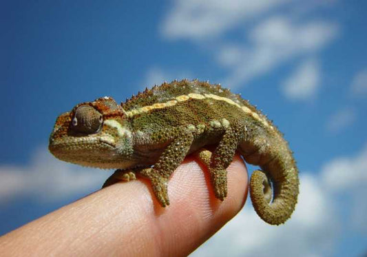 More Awareness and Information for Potential Exotic Pet Owners