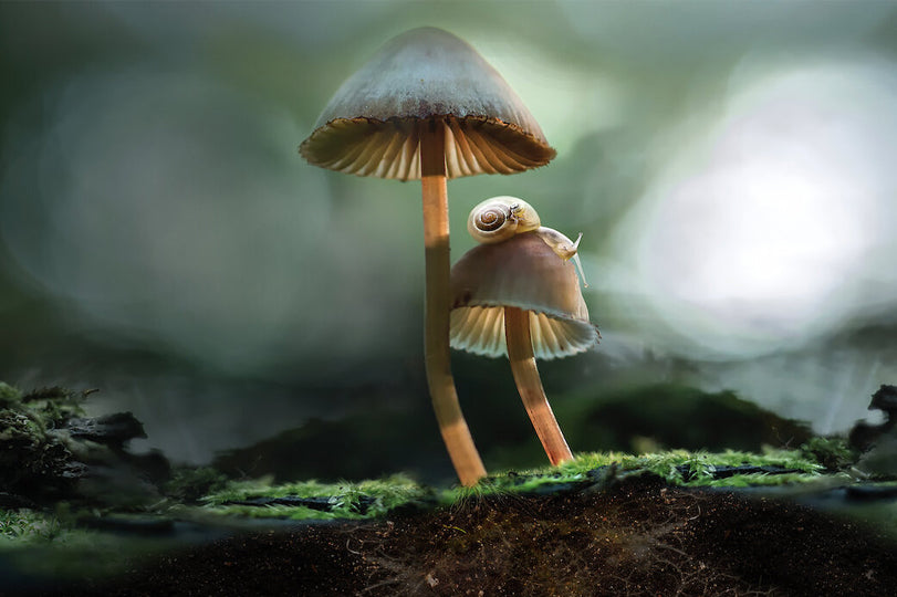 Environmental solutions from the amazing world of fantastic fungi